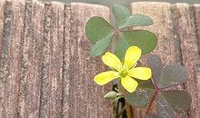 极品“好老婆”的八字命理特征