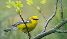 A微日记2015年6月份水瓶座运势