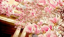 河洛派紫微斗数—原盘与行限之交织