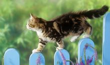 如萱占卜2016年12月天蝎座运势