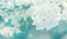 紫微斗数——擎羊、陀罗对比