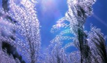 河洛派紫微斗数—三位一体的哲理