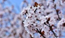 天蝎座初夏躲避烂桃花