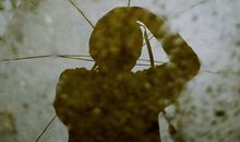 乔安妮-玛德琳-摩尔一周星座运势（2015.3.9-3.15）