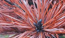 最有望成为百万富婆的星座