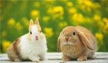 YAO叔:今日运势2018年6月20日