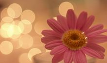 裴恩2014年12星座运势