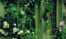 佩妮2015年4月星座运势