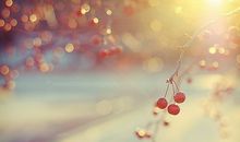 宋韶光2017年生肖猴整体运程