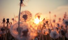 狮子座男的致命缺点