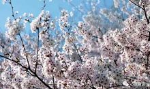 增加天蝎座桃花运的秘诀