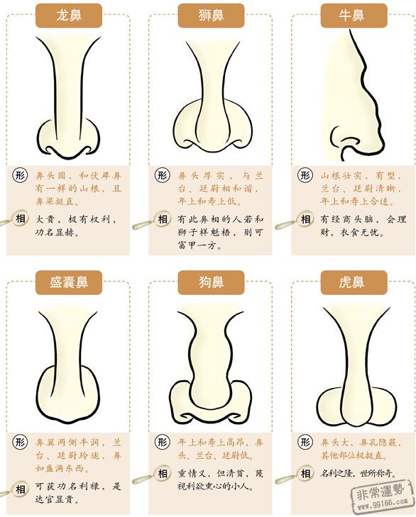 鼻子脸：看着你的鼻子