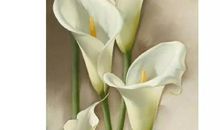 金牛座的幸运花