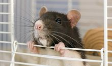 海百合2013年7月星座运势