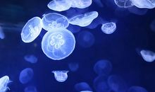 食并干2013年7月-9月巨蟹座运势