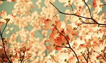 紫微斗数巨门星2017年11月爱情运势