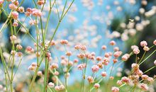 柒爸2017年11月星座运势