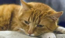 老公有外遇金牛座老婆的处理方法