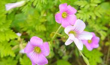 1956年属猴的人2018年运程