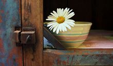 小乖麻根登卓玛2012年12月狮子座运势