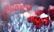 YAO叔:天秤座一周运势（5.7-5.13）