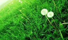 佩妮本周星座运势2013.11.4-11.10