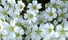 小乖麻根登卓玛2012年12月双子座运势