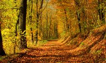 金秋十月，射手座会收获什么