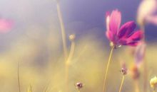 柒爸天秤座一周运势（5.28-6.3）