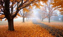 金秋十月，狮子座会收获什么