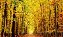 金秋十月，双子座会收获什么