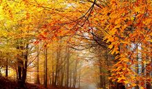 金秋十月，金牛座会收获什么