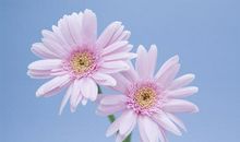 天蝎座的幸运花