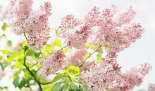 猫石对话之十月小喵喵2014年运势