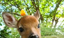 小乖麻根登卓玛2013年7月狮子座运势