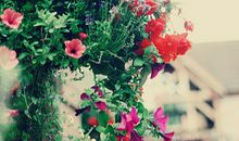 Annemilk占星2017年6月星座运势