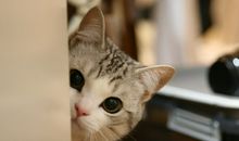 摩羯座2013年年度运程