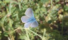 YAO叔:狮子座一周运势（4.30-5.6）