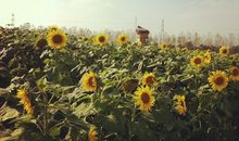 占星骑士职场周运2013.11.4-11.10