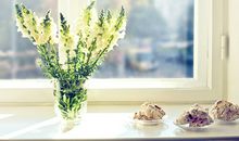 招财树放在什么位置好运来