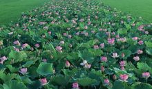 咪将2013年摩羯座运势