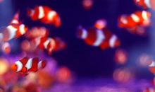 苏飞雅2014年4月星座运势