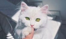 小乖麻根登卓玛2013年7月巨蟹座运势