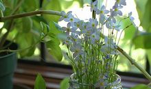 圣诞节，双鱼座招桃花/爱情秘宝&约会送礼秘籍