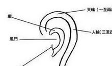 耳相分析女人的内在性格