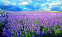 季欣麟微星座一周运势（6.8-6.14）