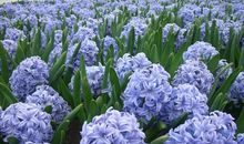 静电鱼2013年狮子座运势