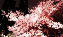 分析2014年全年运势--双鱼座