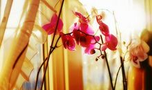 分析2014年全年运势--射手座