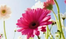 分析2014年全年运势--天秤座